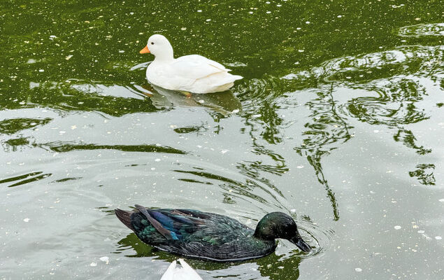 Helmreich - Photo 30