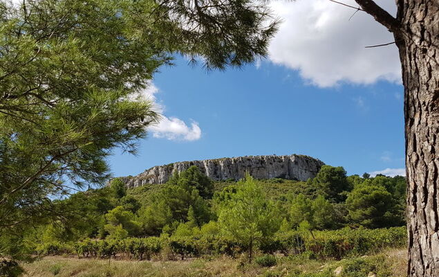 Les Jardins de la Clape - Photo 19